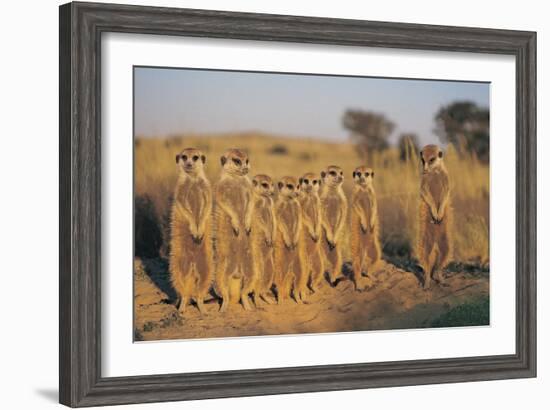 Meerkats Lined Up-Lantern Press-Framed Art Print