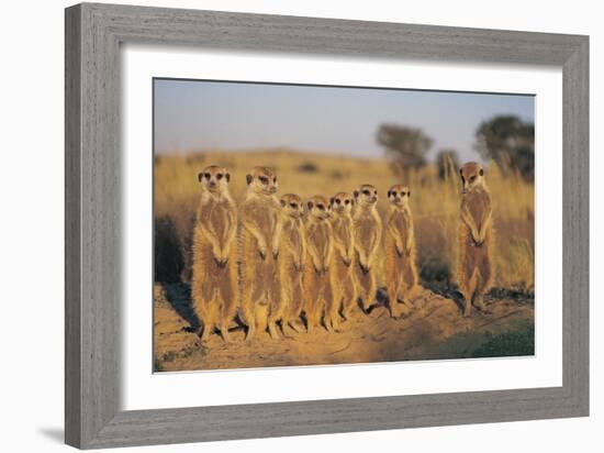 Meerkats Lined Up-Lantern Press-Framed Art Print