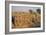 Meerkats Lined Up-Lantern Press-Framed Art Print