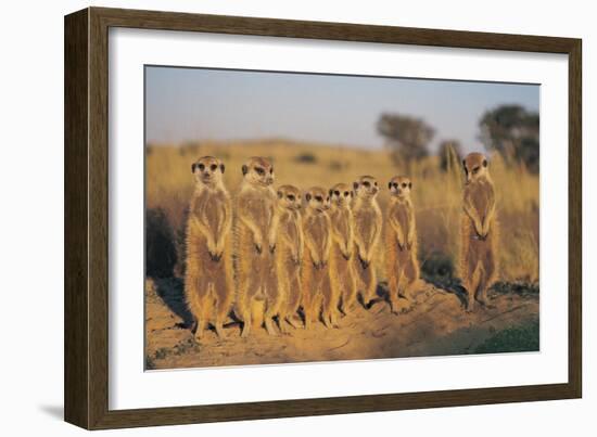 Meerkats Lined Up-Lantern Press-Framed Art Print