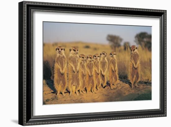 Meerkats Lined Up-Lantern Press-Framed Art Print