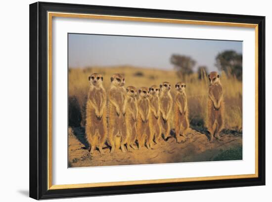 Meerkats Lined Up-Lantern Press-Framed Art Print