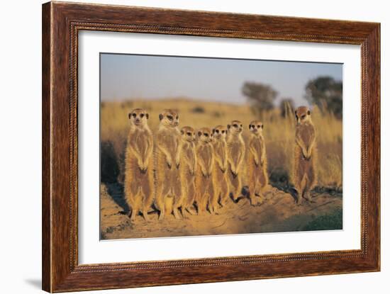 Meerkats Lined Up-Lantern Press-Framed Premium Giclee Print