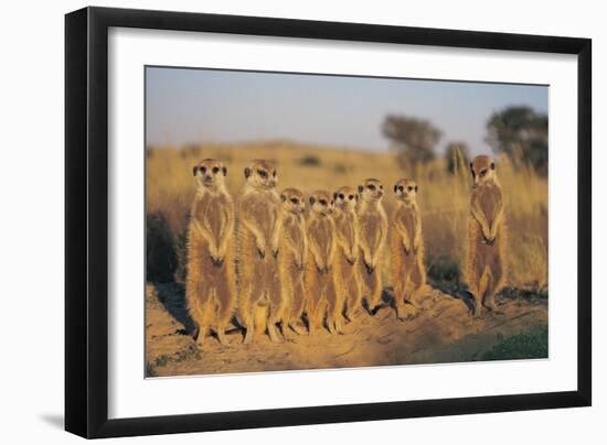 Meerkats Lined Up-Lantern Press-Framed Premium Giclee Print