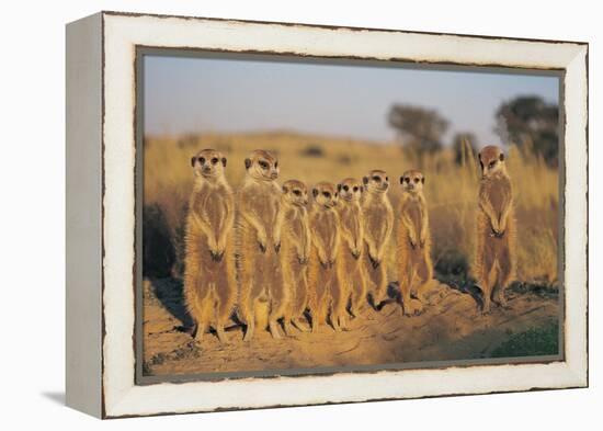 Meerkats Lined Up-Lantern Press-Framed Stretched Canvas