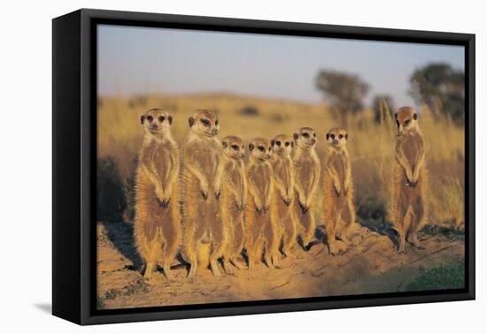 Meerkats Lined Up-Lantern Press-Framed Stretched Canvas