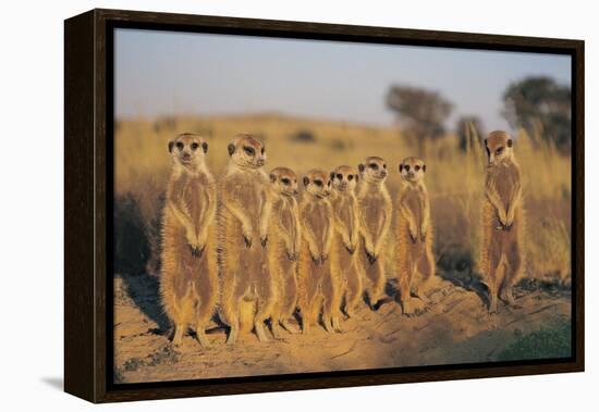 Meerkats Lined Up-Lantern Press-Framed Stretched Canvas