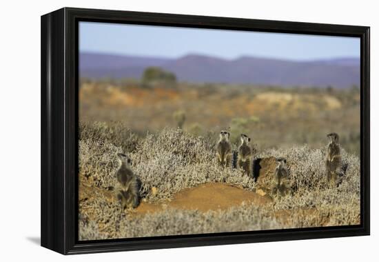 Meerkats, Oudtshoorn, Western Cape, South Africa, Africa-Ian Trower-Framed Premier Image Canvas