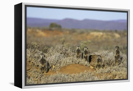 Meerkats, Oudtshoorn, Western Cape, South Africa, Africa-Ian Trower-Framed Premier Image Canvas