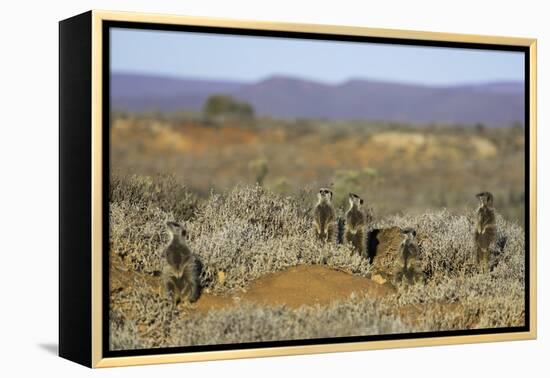 Meerkats, Oudtshoorn, Western Cape, South Africa, Africa-Ian Trower-Framed Premier Image Canvas