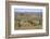 Meerkats, Oudtshoorn, Western Cape, South Africa, Africa-Ian Trower-Framed Photographic Print