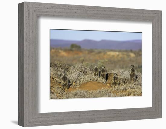 Meerkats, Oudtshoorn, Western Cape, South Africa, Africa-Ian Trower-Framed Photographic Print