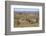 Meerkats, Oudtshoorn, Western Cape, South Africa, Africa-Ian Trower-Framed Photographic Print