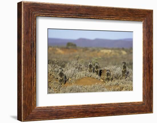 Meerkats, Oudtshoorn, Western Cape, South Africa, Africa-Ian Trower-Framed Photographic Print