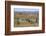 Meerkats, Oudtshoorn, Western Cape, South Africa, Africa-Ian Trower-Framed Photographic Print