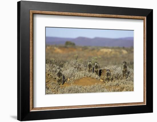 Meerkats, Oudtshoorn, Western Cape, South Africa, Africa-Ian Trower-Framed Photographic Print