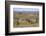 Meerkats, Oudtshoorn, Western Cape, South Africa, Africa-Ian Trower-Framed Photographic Print