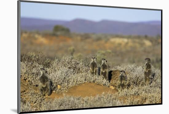 Meerkats, Oudtshoorn, Western Cape, South Africa, Africa-Ian Trower-Mounted Photographic Print