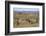 Meerkats, Oudtshoorn, Western Cape, South Africa, Africa-Ian Trower-Framed Photographic Print