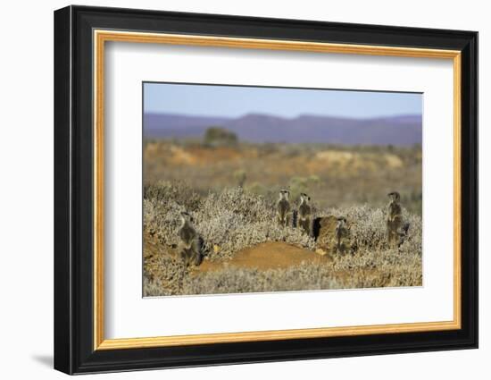 Meerkats, Oudtshoorn, Western Cape, South Africa, Africa-Ian Trower-Framed Photographic Print