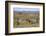 Meerkats, Oudtshoorn, Western Cape, South Africa, Africa-Ian Trower-Framed Photographic Print