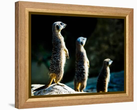 Meerkats (Suricata Suricatta) in Captivity, United Kingdom, Europe-John Alexander-Framed Premier Image Canvas