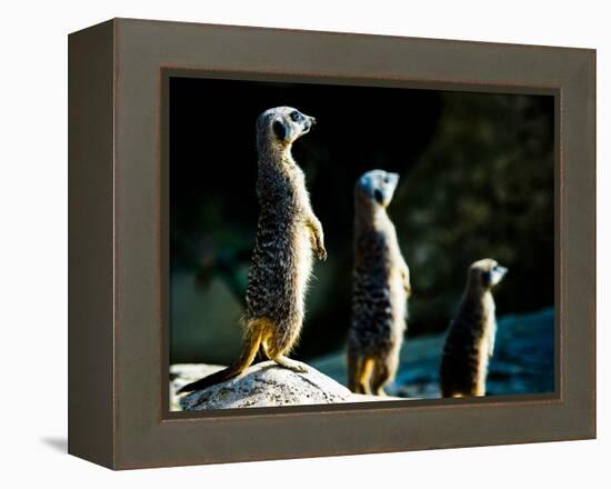 Meerkats (Suricata Suricatta) in Captivity, United Kingdom, Europe-John Alexander-Framed Premier Image Canvas