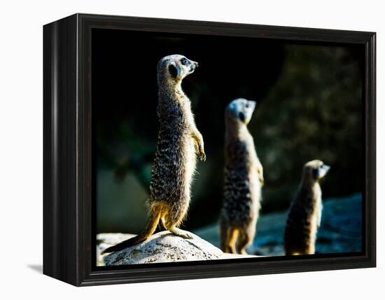 Meerkats (Suricata Suricatta) in Captivity, United Kingdom, Europe-John Alexander-Framed Premier Image Canvas