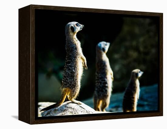 Meerkats (Suricata Suricatta) in Captivity, United Kingdom, Europe-John Alexander-Framed Premier Image Canvas