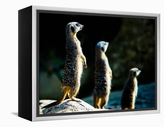 Meerkats (Suricata Suricatta) in Captivity, United Kingdom, Europe-John Alexander-Framed Premier Image Canvas