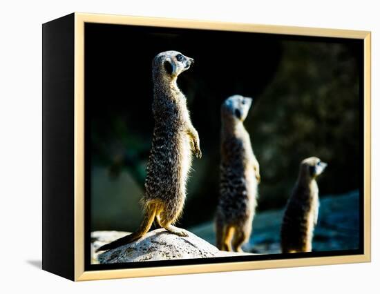 Meerkats (Suricata Suricatta) in Captivity, United Kingdom, Europe-John Alexander-Framed Premier Image Canvas