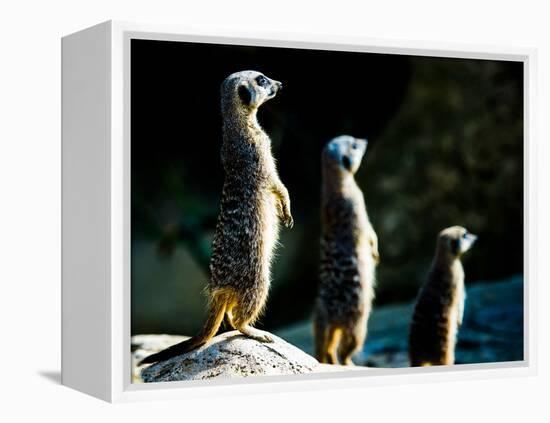 Meerkats (Suricata Suricatta) in Captivity, United Kingdom, Europe-John Alexander-Framed Premier Image Canvas