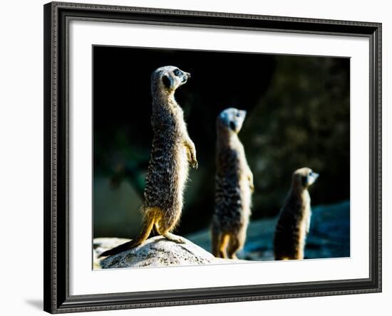 Meerkats (Suricata Suricatta) in Captivity, United Kingdom, Europe-John Alexander-Framed Photographic Print