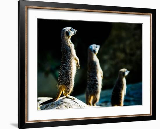 Meerkats (Suricata Suricatta) in Captivity, United Kingdom, Europe-John Alexander-Framed Photographic Print