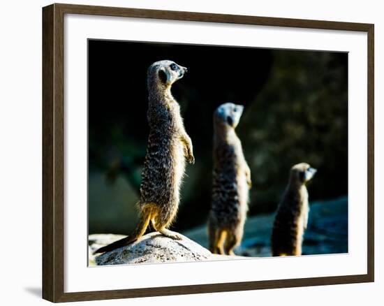 Meerkats (Suricata Suricatta) in Captivity, United Kingdom, Europe-John Alexander-Framed Photographic Print