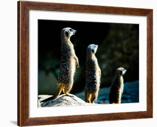 Meerkats (Suricata Suricatta) in Captivity, United Kingdom, Europe-John Alexander-Framed Photographic Print