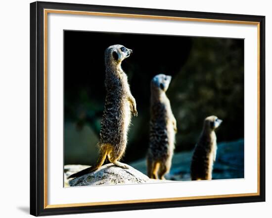 Meerkats (Suricata Suricatta) in Captivity, United Kingdom, Europe-John Alexander-Framed Photographic Print