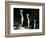 Meerkats (Suricata Suricatta) in Captivity, United Kingdom, Europe-John Alexander-Framed Photographic Print