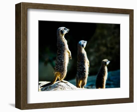 Meerkats (Suricata Suricatta) in Captivity, United Kingdom, Europe-John Alexander-Framed Photographic Print