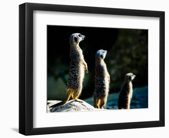 Meerkats (Suricata Suricatta) in Captivity, United Kingdom, Europe-John Alexander-Framed Photographic Print