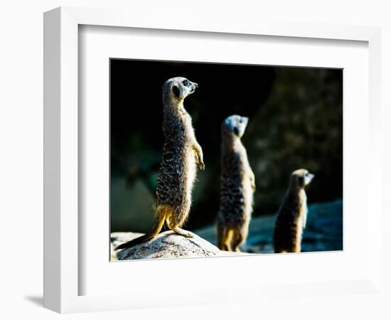 Meerkats (Suricata Suricatta) in Captivity, United Kingdom, Europe-John Alexander-Framed Photographic Print