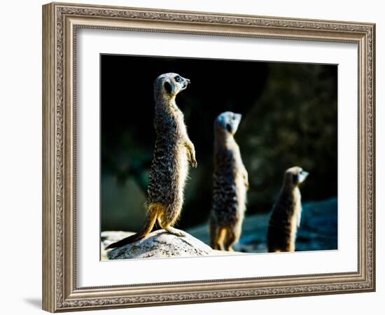 Meerkats (Suricata Suricatta) in Captivity, United Kingdom, Europe-John Alexander-Framed Photographic Print