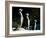 Meerkats (Suricata Suricatta) in Captivity, United Kingdom, Europe-John Alexander-Framed Photographic Print