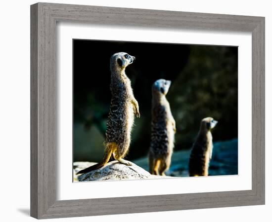 Meerkats (Suricata Suricatta) in Captivity, United Kingdom, Europe-John Alexander-Framed Photographic Print