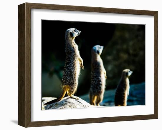 Meerkats (Suricata Suricatta) in Captivity, United Kingdom, Europe-John Alexander-Framed Photographic Print