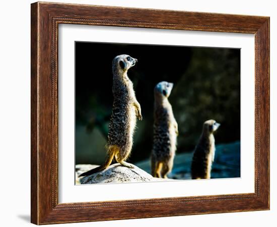 Meerkats (Suricata Suricatta) in Captivity, United Kingdom, Europe-John Alexander-Framed Photographic Print