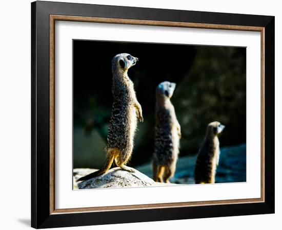 Meerkats (Suricata Suricatta) in Captivity, United Kingdom, Europe-John Alexander-Framed Photographic Print