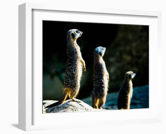 Meerkats (Suricata Suricatta) in Captivity, United Kingdom, Europe-John Alexander-Framed Photographic Print