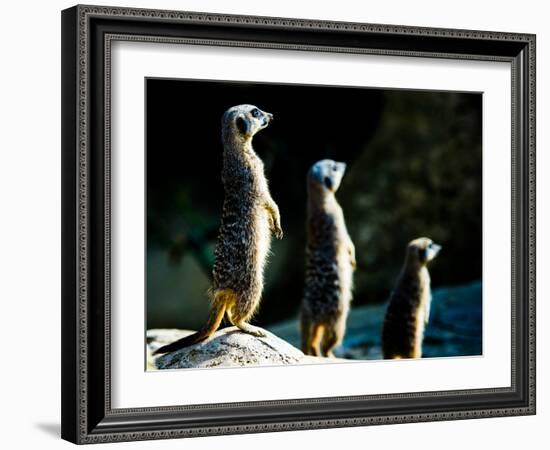 Meerkats (Suricata Suricatta) in Captivity, United Kingdom, Europe-John Alexander-Framed Photographic Print