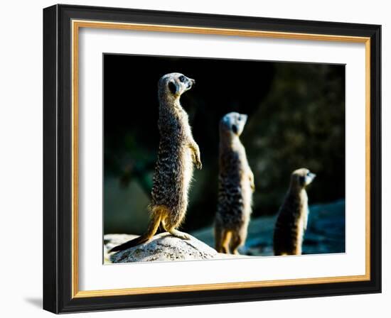 Meerkats (Suricata Suricatta) in Captivity, United Kingdom, Europe-John Alexander-Framed Photographic Print